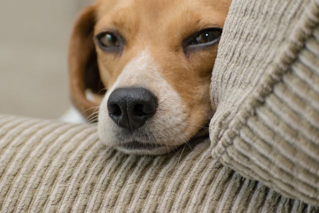 dog-on-a-couch